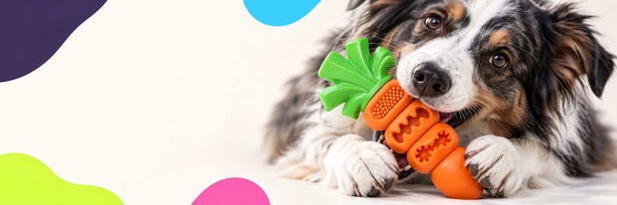 Chew and explore toys for pets