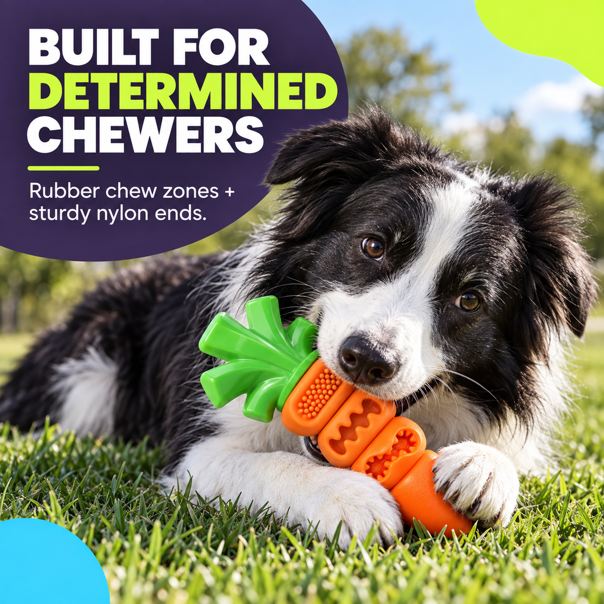 Border Collie chewing orange carrot toy on grass